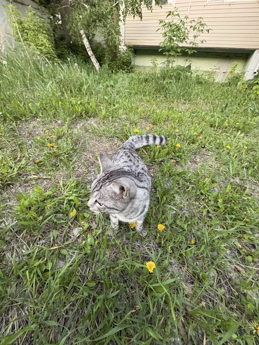 Коасивый котик мышелов
