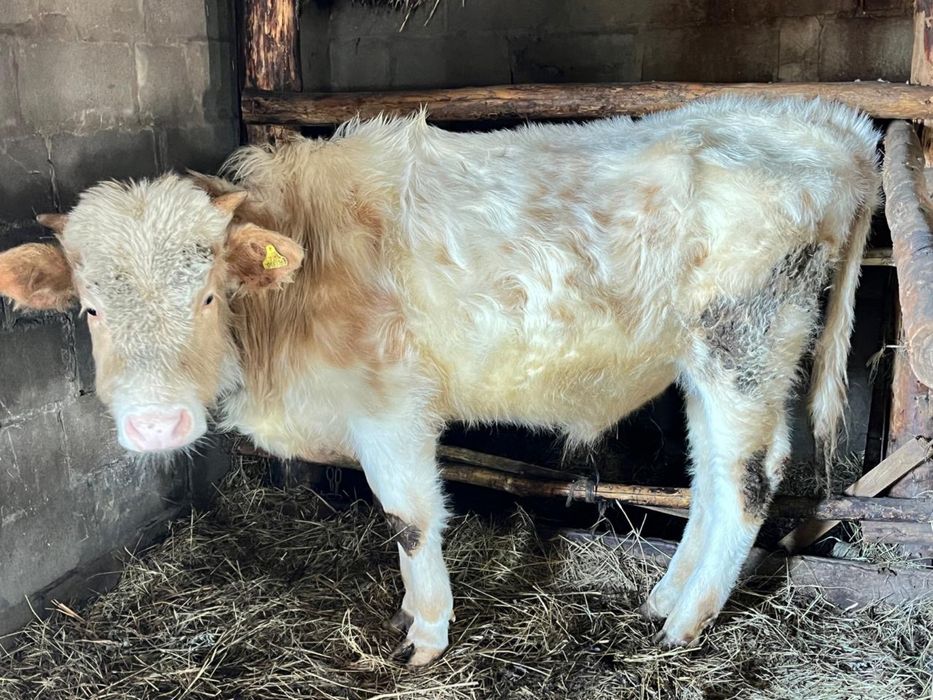 (Бучок 11 месяц)