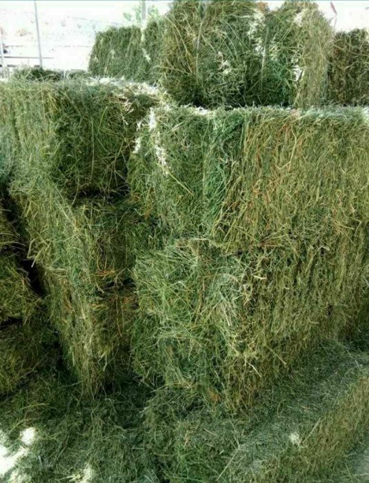 Beda pres sotiladi katta toza beda