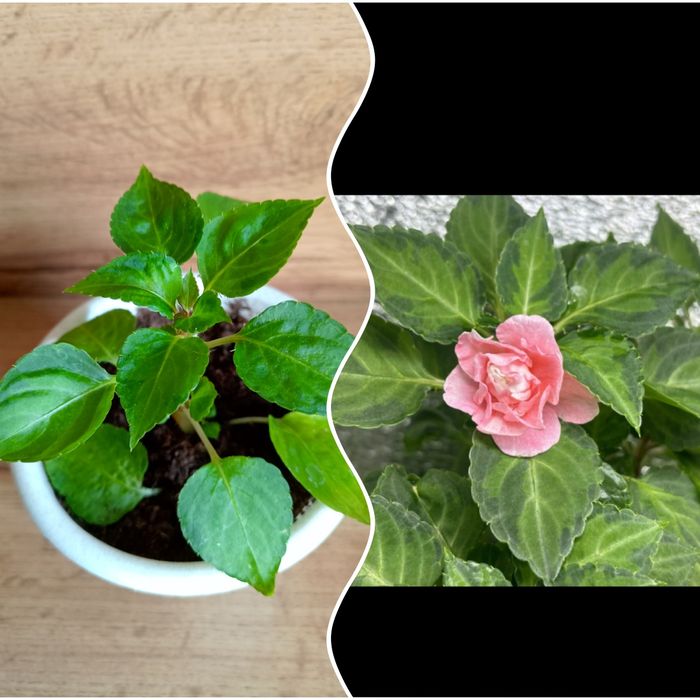 Бальзамины. Сортовые.