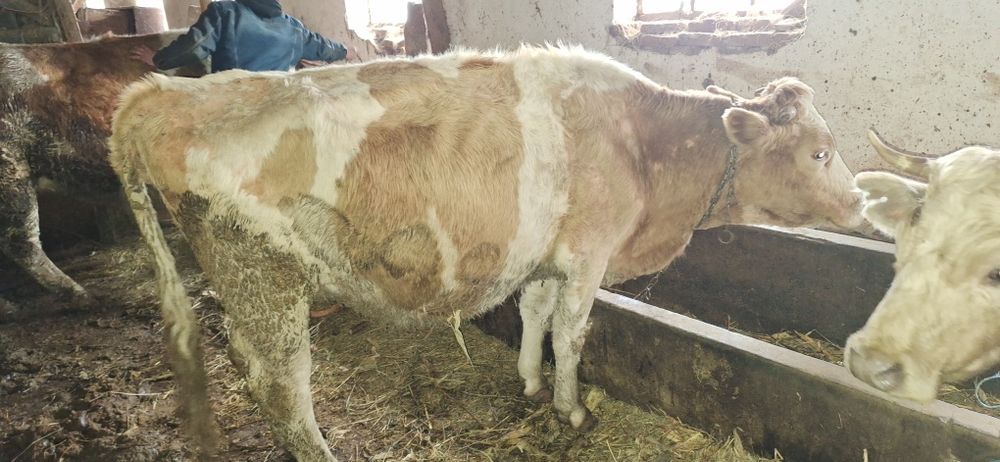 Vaci pentru abator sau de ținut