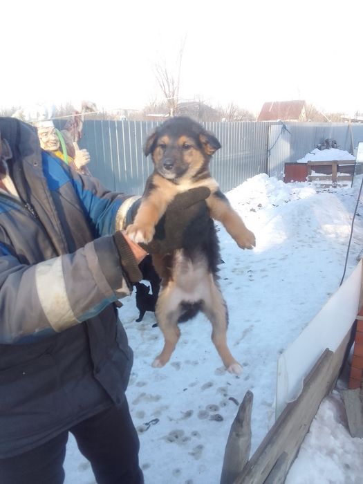 Отдам кутят .щенков