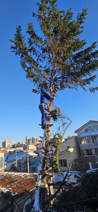 Intervenții non-stop toaletari copaci cu alpinisti