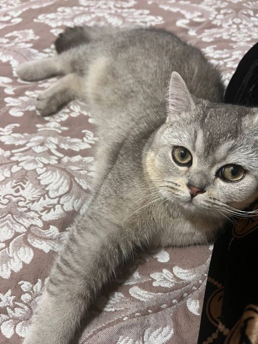 Кот Шиншилла (серебро)