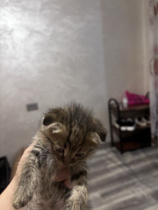 Котятя красивые.