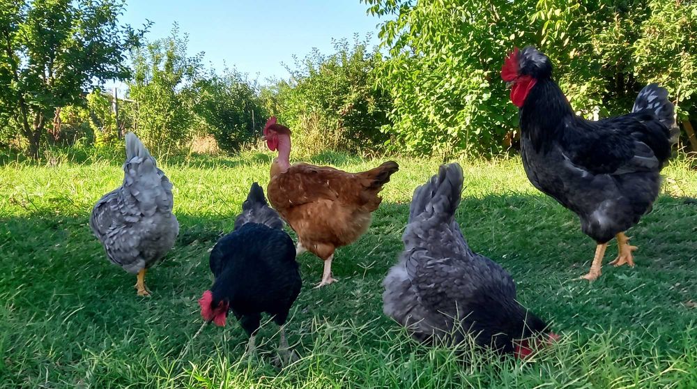 Vind Oua de găină.