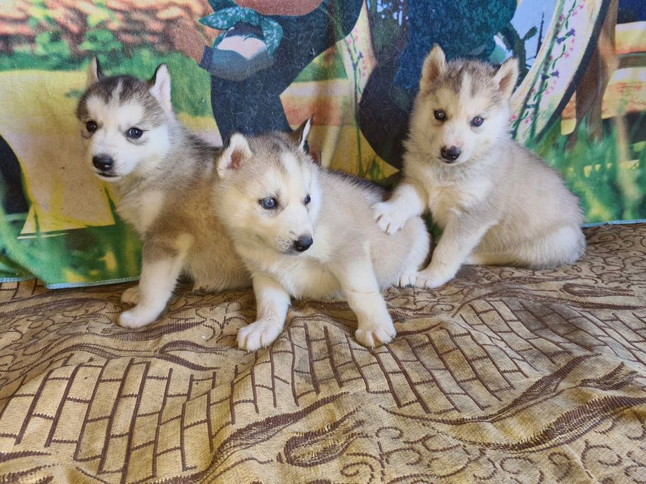 Продам щенков сибирский хаски