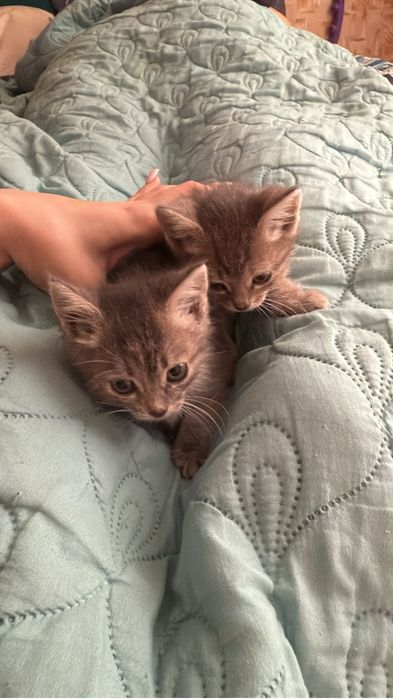Отдам котят в добрые руки