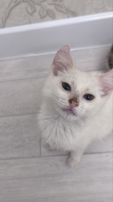 Котенка(девочку) в добоые руки