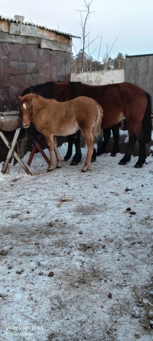 Продам  кобылу полутяж