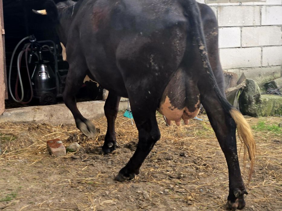Vand Vaca tanara Baltata romaneasca