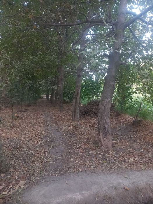 25-yillik yong'oq daraxtlari 30 dona Samarqand Jomboy