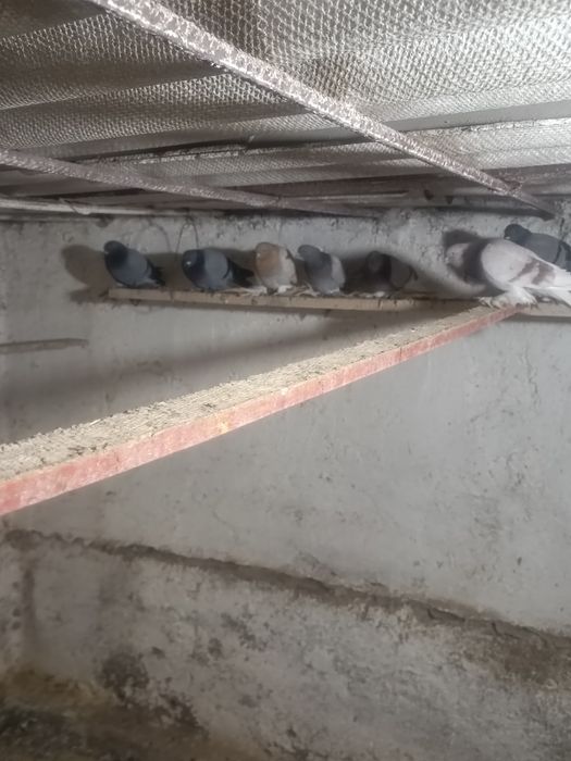 Голуби на игру разные