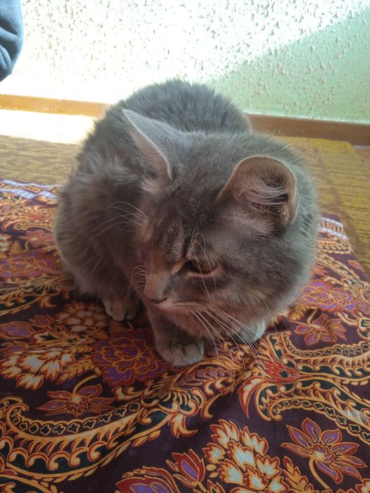 Zoddor mushuk sotiladi 1 yosh