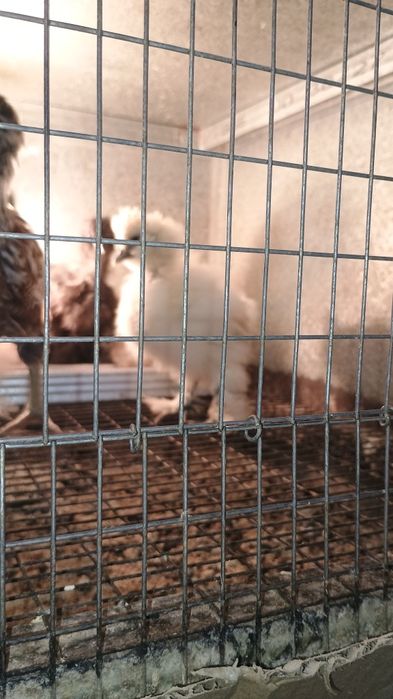 Пилета на различна възраст