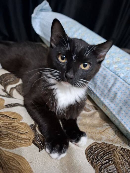 Отдам кошку в добрые руки