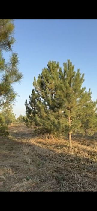 Сосна крымская 6,7,8м