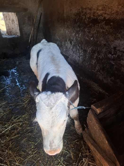 Vând vițel Belgian!