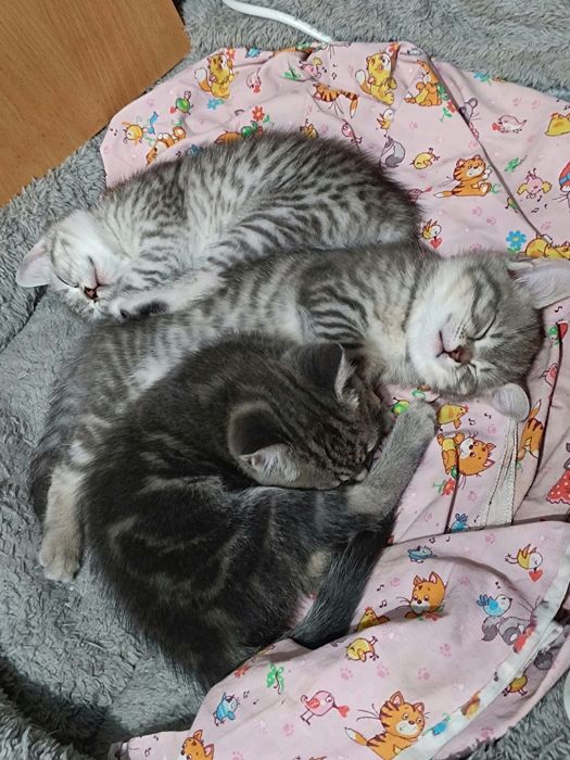 Продам Шотландских кошечек Whiskas