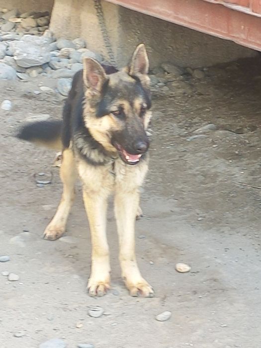 Афчарка сотилади самарканд