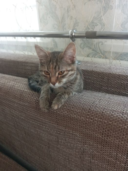 отдам кошечку девочка