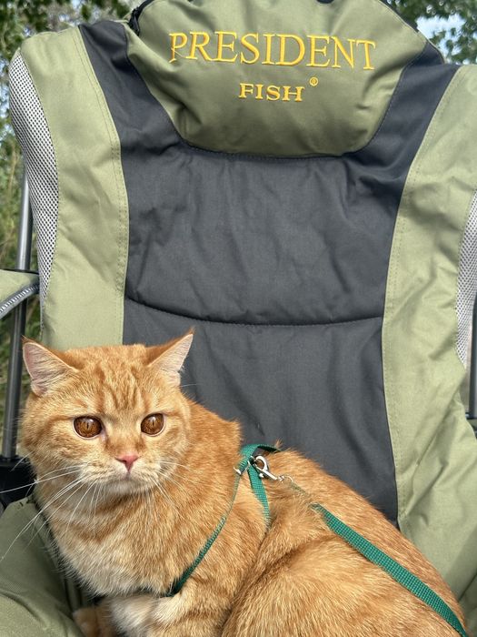 Отдам кота в добрые руки