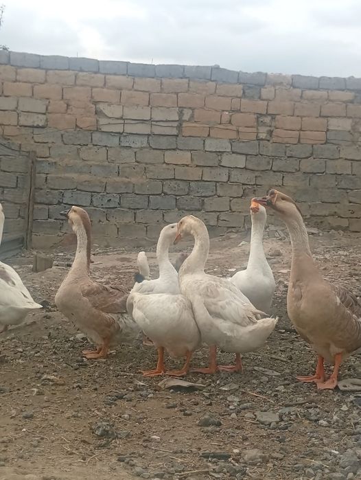 Срочно продам гусей 10штук