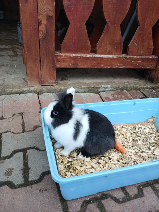 Iepurași Cap de leu pui la 1 lună