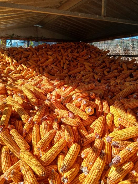 Ovaz de primavara porumb stiulete