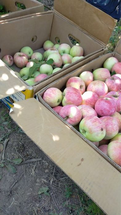 Яблоневый сад