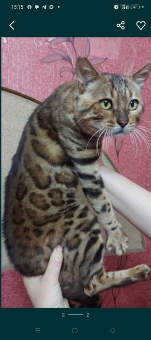 Бенгальские котята