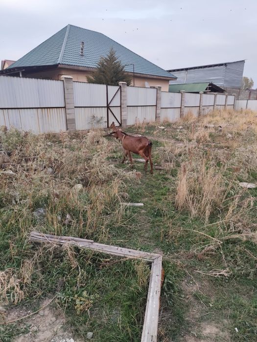 Сүтті ешкі сатылады