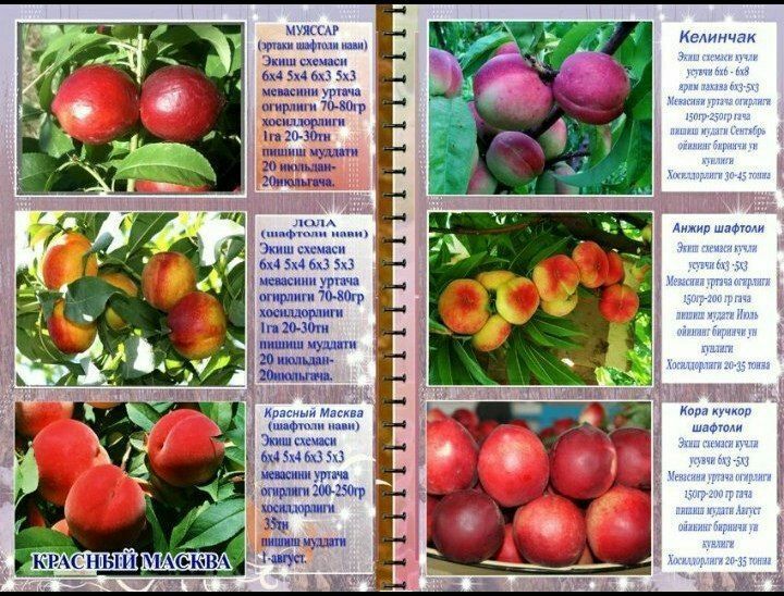 Олма гило шофтоли нок анор анжир урик бодом ёнгок барча мевали дарахт