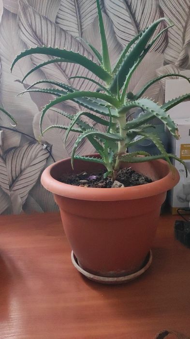 Продам комнатные растения