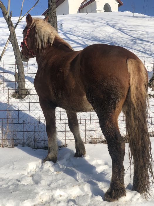Vând minza de 3ani  in vatata la ham