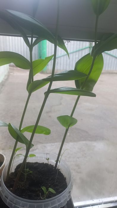 Продам комнатные цветы