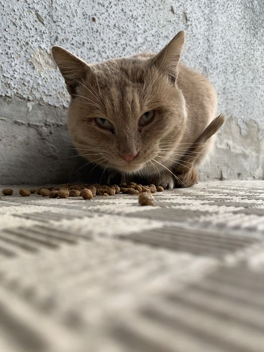 Кот редкого окраса