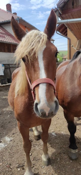 Vând Manza de un an