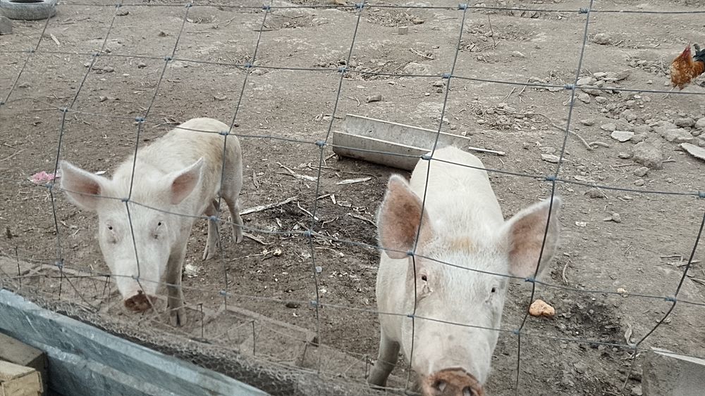 Продам поросят и кабана