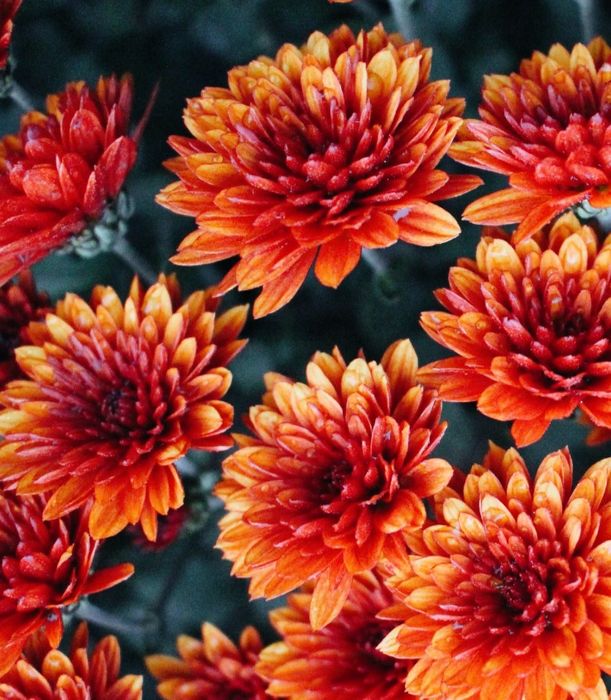 Хризантема мультифлора и корейская