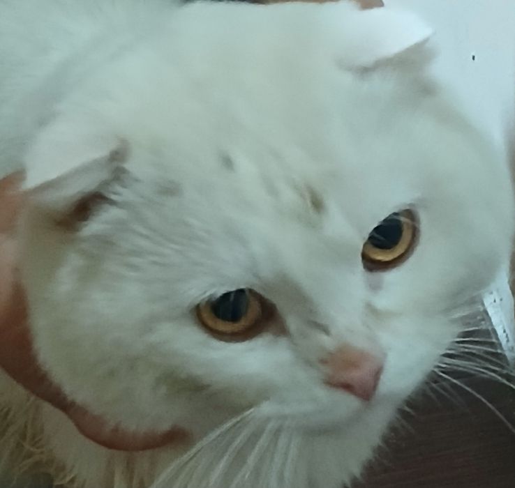 Мушук сотилади зотдор