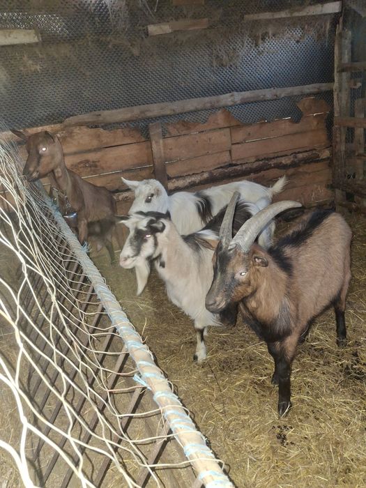 Vând țap francez alpin