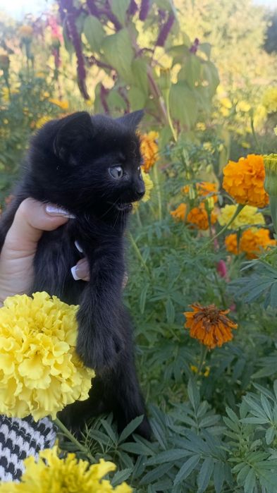 Кошечки,девочки.