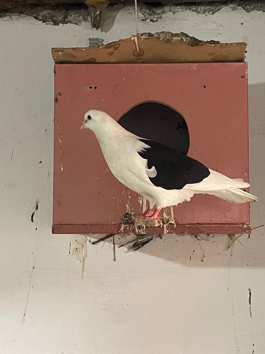 Кептерлер 3000тг