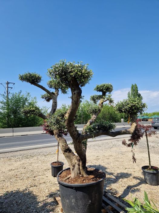 Plante ornamentale