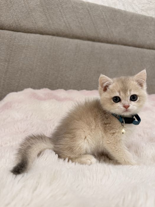 Британский котенок