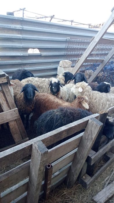 Кой сатылады ткты қой тоқты откорм бараны