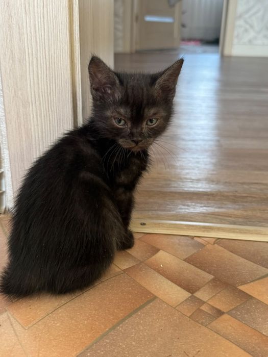 Отдам котят в добрые руки