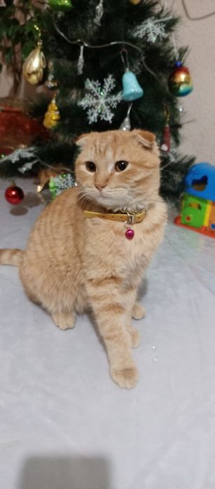 Кошка скотиш фолд 100&