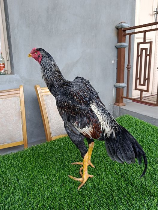 Dakan xoroz sotiladi